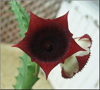 Huernia keniensis SB2